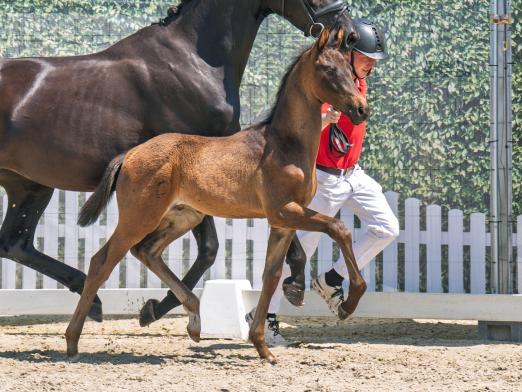 Foto: Preisspitze dieser Online-Auktion: Nr. 1 Vivant Vino v. Vino Tinto - Fotograf: Reckimedia