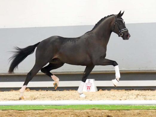 Foto: Beliebtester Youngster mit dressurbetontem Pedigree Extravagant v. Escamillo/Feedback - Fotograf: Reckimedia