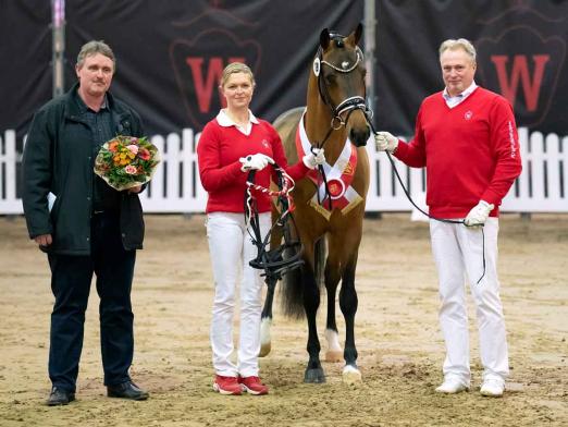 Foto: Preisspitze der Youngster-Auktion Ponys: Choco Royal v. DSP Cosmo Royale/Chantre B - Fotograf: Reckimedia