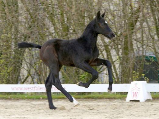 Foto: Cornets Creation v. Cornet Obolensky/Diarado wechselte für 53.000 Euro den Besitzer - Fotograf: Reckimedia