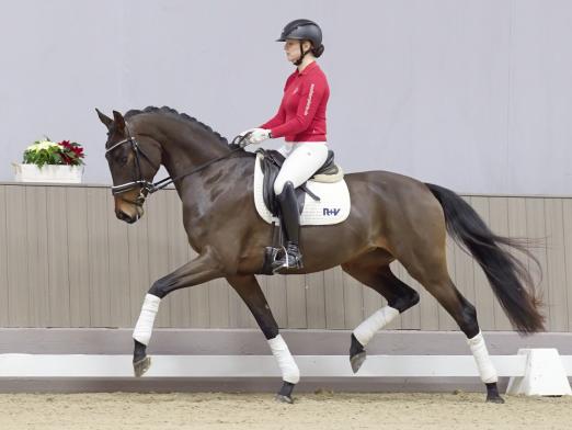 Foto: Kopfnummer 1 der Winter-Auktion 2024: 1 Viva Rose v. Viva Gold - Fotograf: Reckimedia