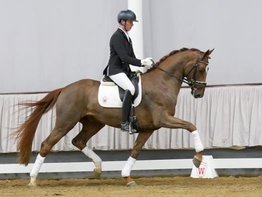 Foto: Kopfnummer 1 der Winter-Auktion 2022: Filou Rouge v. Floriscount/Quaterback - Fotograf: Reckimedai