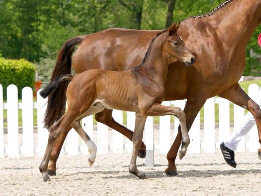 Foto: Kopfnummer 1 Fantastico v. Franz Joseph Junior - Fotograf: : Reckimedia