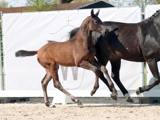 Foto: Teuerstes springbetontes Fohlen: Nr. 1 Caprica S v. Conthargos - Fotograf: Reckimedia