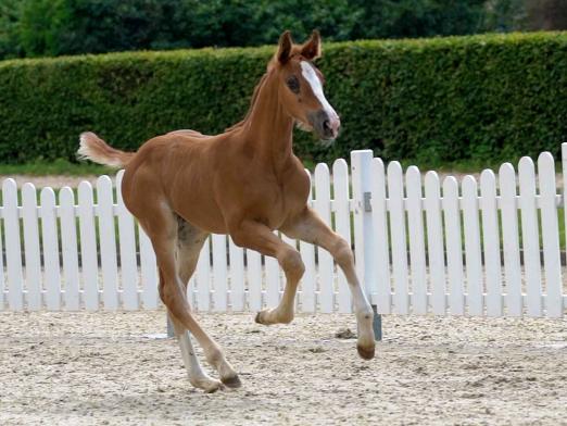Foto: Nummer 1 Top Girl v. Taloubet Z/Chacco-Blue - Fotograf: Guido Recki