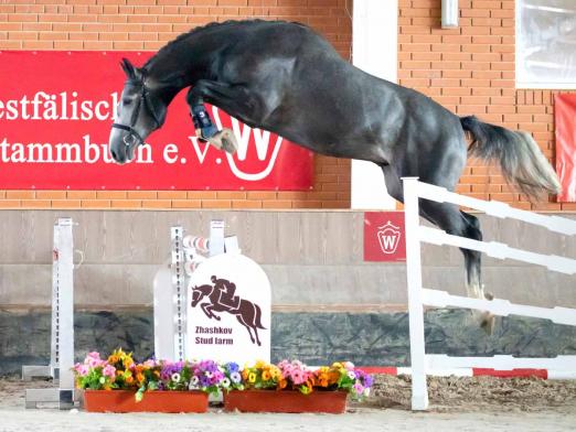 Foto: Nr. 1 Abercrombie, gekörter Hengst v. Air Jordan/Cornet Obolensky - Fotograf: Reckimedia 