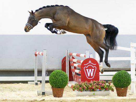Foto: Beliebtester Youngster mit springbetontem Pedigree De Luxe v. Del´Arko d´Henvet/Lancer III - Fotograf: Reckimedia