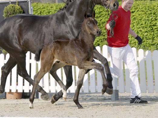 Foto: Kopfnummer 1 Rising Star v. Raven/Belstaff - Fotograf: Reckimedia