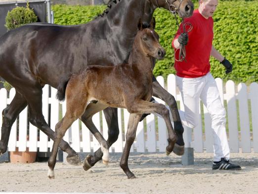 Foto: Rising Star v. Raven/Belstaff wechselte für 90.500 Euro den Besitzer - Fotograf: Reckimedia