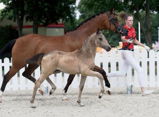 Foto: Kopfnummer 1 Ava Gold KE v. A New Star NRW/Cosmopolitan - Fotograf: : Kopfnummer 1 Ava Gold KE v. A New Star NRW/Cosmopolitan