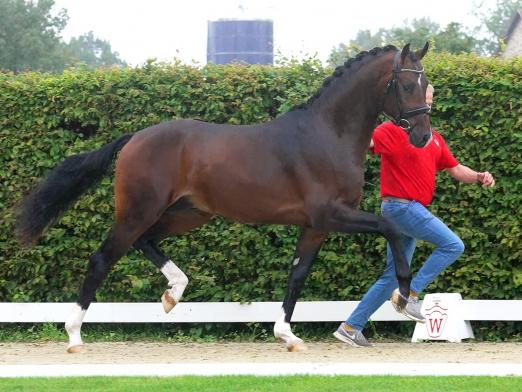 Foto: Beliebteste Offerte der Youngster-Auktion: Nr. 1 For Life B v. For Romance Ampere - Fotograf: Reckimedia