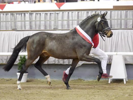 Foto: Preisspitze Der kleine Earl v. Der feine Lord AT/Chantre B - Fotograf: Reckimedia