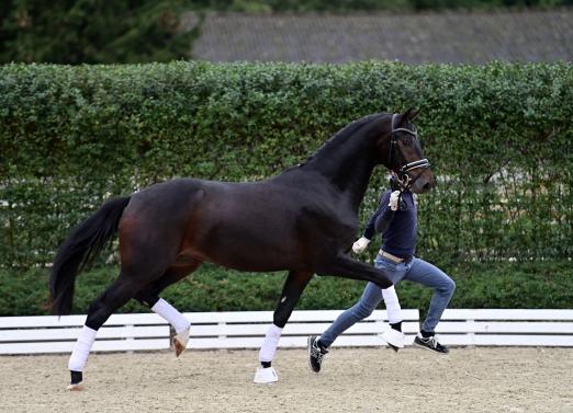 Foto: #1 Total Special PS v. Total Hope - Morricone - Sir Donnerhall - Fotograf: Mark gr. Feldhaus
