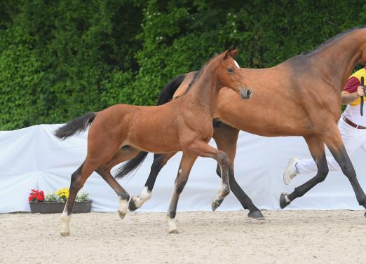 Foto: Eldor der Sohn des Eldorado van de Zeshoek aus einer sporterfolgreichen Mutter von Chin Champ - Fotograf: Hubert Fischer