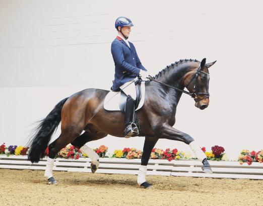 Foto: Quasi Royal v. Quaterback-Royal Diamond-Worldman wechselte für 52.000 Euro nach Boston. - Fotograf: Ernst