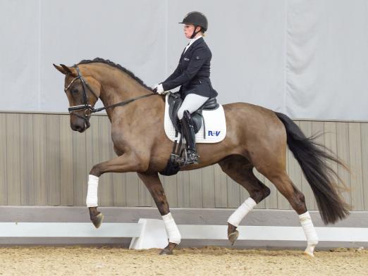 Foto: Teuerstes Dressurpferd: Kopfnummer 2 Belle Amour CN v. Bonds - Fotograf: Reckimedia