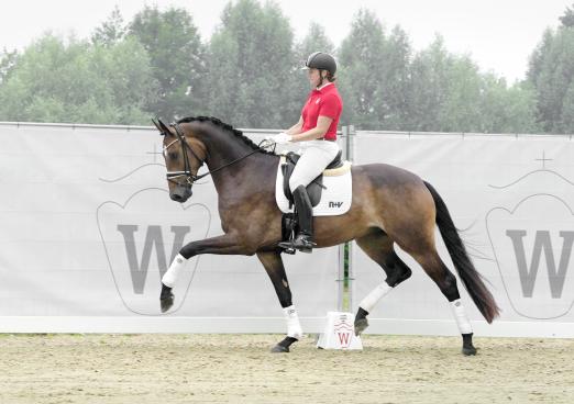 Foto: Preisspitzen der Herbst-Auktion Embolo v. Escamillo/Detroit wurde für 590.000 Euro verkauft - Fotograf: Reckimedia