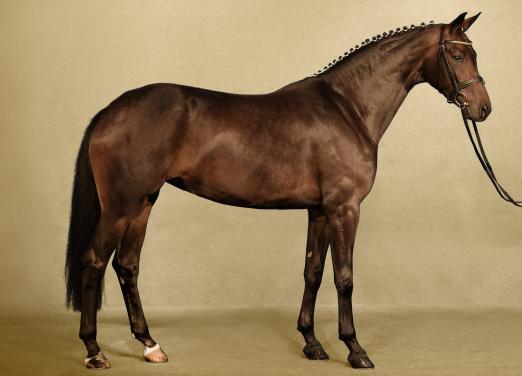 Foto: Dressurpferd Bonair (by Bordeaux x Sandro Hit) aus der 35. P.S.I. Auktion - Fotograf: Foto Rüchel