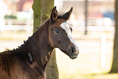 Foto: Charly v. Contendro/Heraldik xx - Fotograf: Hannoveraner Verband