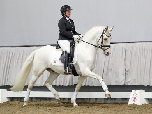 Foto: Teuerste Offerte Goldrichtig P v. Hesselteichs Golden Dream/FS Don´t Worry - Fotograf: Reckimedia