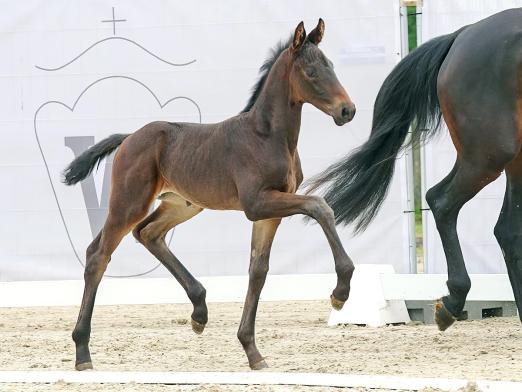 Foto: Preisspitze der online Fohlen-Auktion Viva Valentina v. Velvedere - Fotograf: Reckimedia