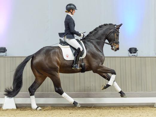 Foto: Preisspitze der Auktion Nummer 3: Dixiland Delight v. Dynamic Dream - Fotograf: Reckimedia 