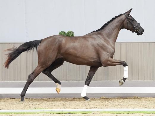 Foto: Preisspitze der Westfälischen Youngster-Auktion: Soranja v. So Perfect/Dimaggio - Fotograf: Reckimedia