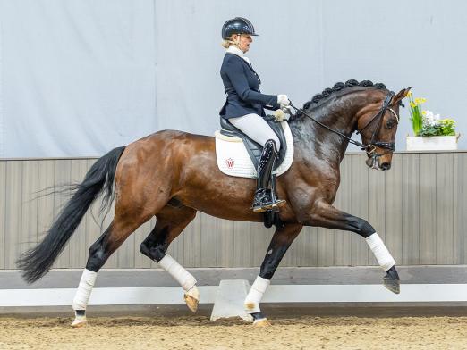 Foto: Teuerstes Dressurpferd: Kopfnummer 3 Bentheim NRW v. Belvedere - Fotograf: Reckimedia 