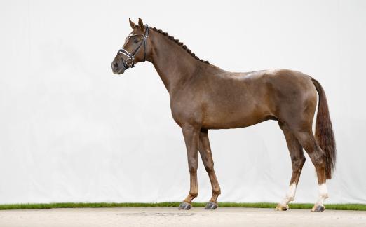 Foto: Kopfnummer 3 v. Benicio/Vivaldi - Fotograf: Reckimedia