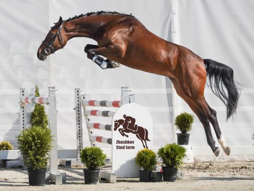 Foto: Teuerster Youngster: Come on Greta v. Comme il faut NRW - Fotograf: Gestüt Zhashkiv