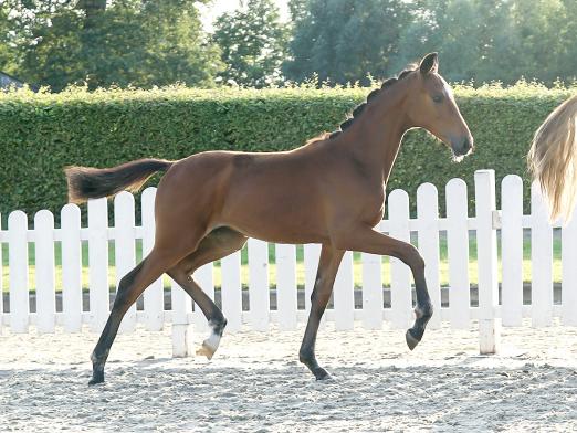 Foto: Preisspitze Lot 4 Favourite Girl v. Fynch Hatton/De Niro - Fotograf: Reckimedia