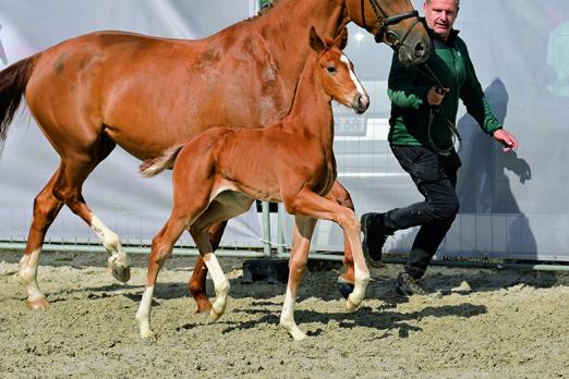 Foto: Veniero v. Veneno/Danciero - Fotograf: Hannoveraner Verband