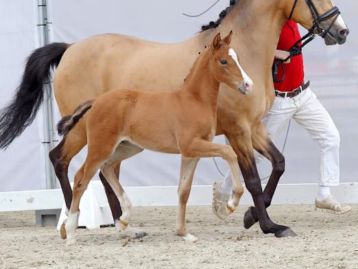 Foto: Preisspitze der Ponyfohlen-Auktion Michael PL v. FS Mr. Right/FS Champion de Luxe - Fotograf: Reckimedia