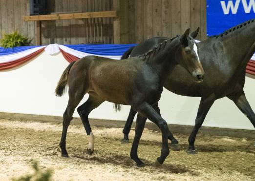 Foto: Das Stutfohlen von Kannan-Quidam de Revel SF war mit 31.000 Euro die Preisspitze der 3. Fohlenauktion - Fotograf: Lafrentz