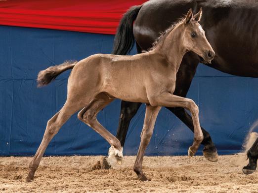 Foto: Preisspitze Monic v. Most wanted Nero von Bellin - De Niro - Showdown - Fotograf: Weisheit