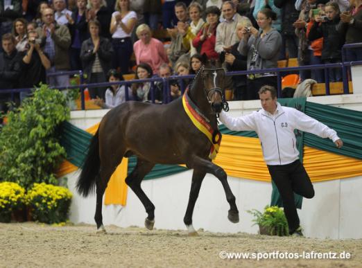 Foto: Einer wird der Trakehner Siegerhengst sein – im Jahr 2013 war es Kissinger. - Fotograf: Stefan Lafrentz