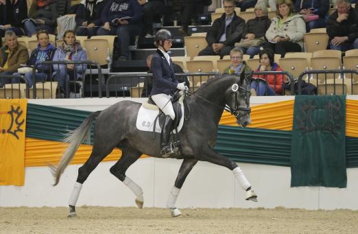 Foto: Hopkins war mit 100.000 Euro teuerstes Reitpferd der Trakehner Reitpferdeauktion. - Fotograf: Stefan Lafrentz