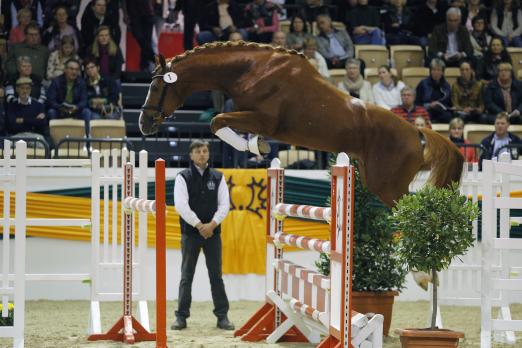 Foto: Freispringen der Trakehner Hengste, hier Lechevalier von Cavallieri xx-Vespucci. - Fotograf: Stefan Lafrentz
