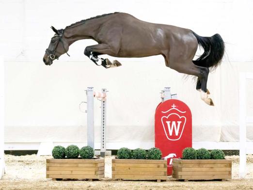 Foto: Preisspitze der Youngster-Auktion: Nr. 6 Utopia van het Schanshof v. Pegase van´t Ruytershof/Codex - Fotograf: Reckimedia