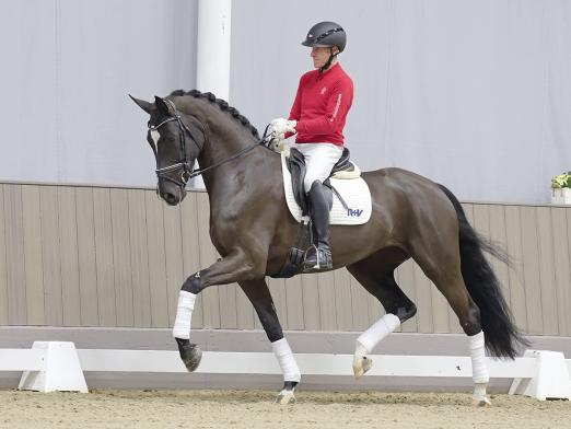 Foto: Preisspitze der Westfälischen Winter-Auktion: Nr. 7 Djamila v. Danciero - Fotograf: Reckimedia