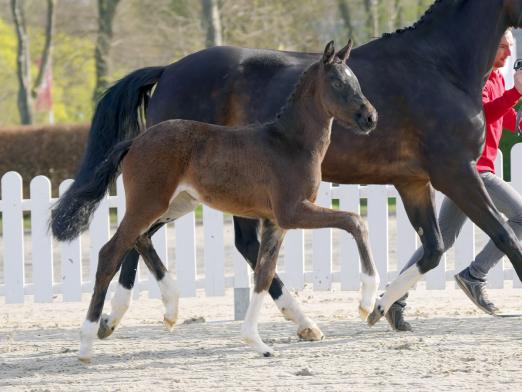 Foto: Ronja Räubertochter v. Raven/Fidertanz1 - Fotograf: Reckimedia 