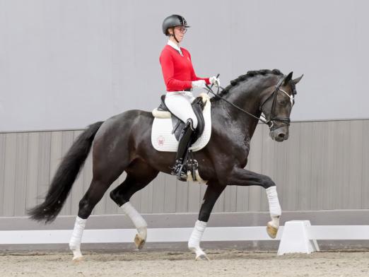 Foto: Teuerstes dressurbetontes Reitpferd: Diadora v. Diamond Deluxe/Ehrenstolz - Fotograf: Reckimedia