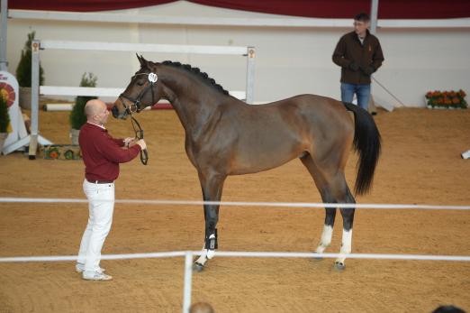 Foto: Junghengst von Cicero Z/ Balou du Rouet - Fotograf: Björn Schröder