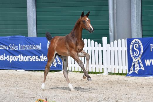 Foto: ): Springfohlen-Preisspitze Condivo v. Conthargos-Diarado - Fotograf: Kiki Beelitz