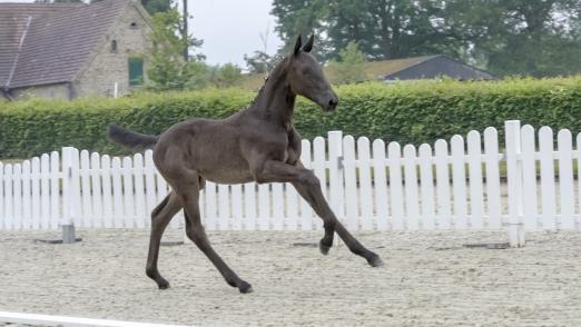 Foto: Für 12.000 Euro wechselte Dakino v. Dominator Z/Armitage den Besitzer - Fotograf: Guido Recki. 