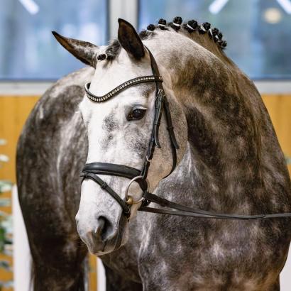 Foto: Die Don Frederico/Royal Diamond-Tochter Daisy gehört zur Kollektion der Verdener Auktion High Level - Fotograf: Hannoveraner Verband