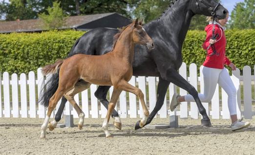Foto : Vier Nachkommen stellt Le Formidable. Einer von ihnen ist mit der Nummer 9 Le Beau Bordeaux - Fotograf: Guido Recki