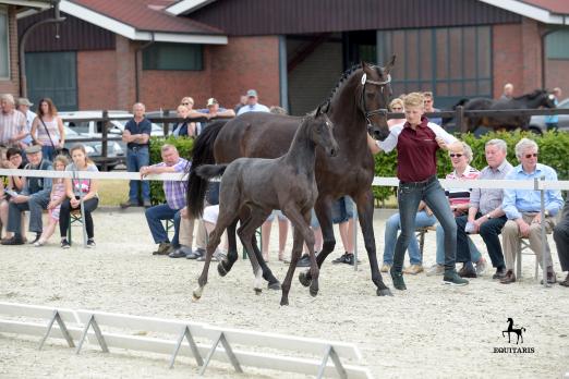 Foto: Zur Auktion zugelassenes Hengstfohlen von Cornet Obolensky-Diarado aus der Zucht von Peter Wendeln - Fotograf: Sabine Wegener/Equitaris.de
