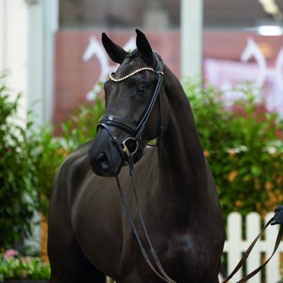 Foto: Tobitha v. Toto Jr./Fürst Heinrich - Fotograf: Hannoveraner Verband