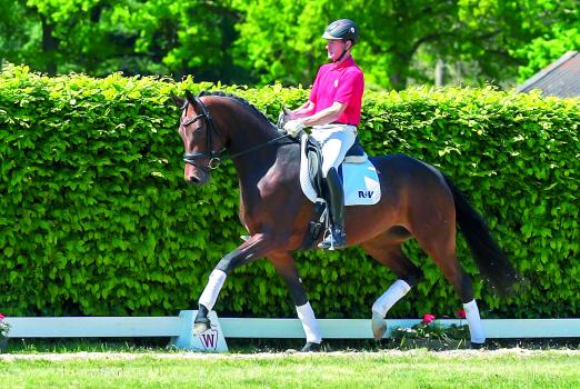 Foto: Den Auftakt der Westfälischen Sommer-Auktion Handorf Extra für Reitpferde macht die Fürstenball/Ehrentusch-Tochter Faible - Fotograf: Guido Recki